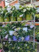 OBI Gartencenter Wuppertal-Steinbeck - GALLERY