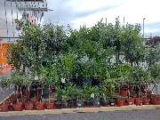 OBI Gartencenter Wuppertal-Steinbeck - GALLERY