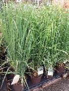 OBI Gartencenter Wuppertal-Steinbeck - GALLERY