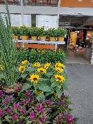 OBI Gartencenter Wuppertal-Steinbeck - GALLERY