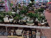 OBI Gartencenter Wuppertal-Steinbeck - GALLERY