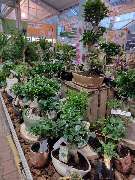 OBI Gartencenter Wuppertal-Steinbeck - GALLERY