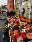 OBI Gartencenter Wuppertal-Steinbeck - GALLERY