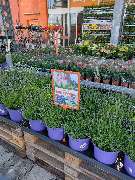 OBI Gartencenter Wuppertal-Steinbeck - Muttertag 2025