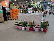 OBI Gartencenter Wuppertal-Steinbeck - Muttertag 2025