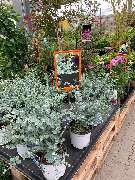 OBI Markt Berlin-Steglitz - GALLERY