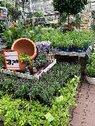 OBI Markt Berlin-Steglitz - GALLERY