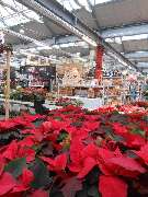 OBI Markt Bitterfeld - OBI Weihnachten 2021