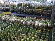 OBI Markt Borna - OBI Gartencenter Borna