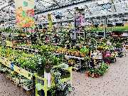 OBI Markt Buchholz - Ab ins Beet! Balkon- und Beetpflanzen finden Sie in unserem Gartencenter