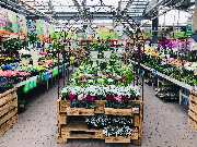 OBI Markt Buchholz - Wir haben ganzjährig die passenden Zimmerpflanzen für jeden Anlass.