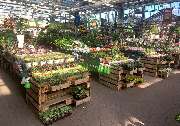 OBI Markt Buchholz - Zimmerpflanzen in allen Größen und Farben finden Sie in unserem Gartencenter.
