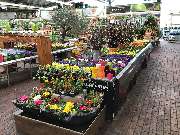 OBI Markt Cham - Frühjahrsblüher