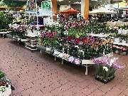 OBI Markt Cham - Orchideen