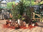OBI Markt Cham - Spätsommer Aufbau