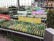 OBI Markt Cham - Stauden