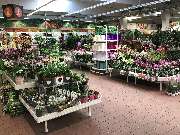 OBI Markt Cham - Zimmerpflanzen