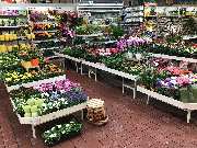 OBI Markt Cham - Zimmerpflanzen