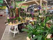 OBI Markt Cottbus - Orchideenschau