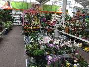 OBI Markt Crailsheim - Blumen