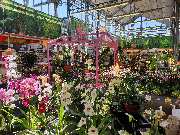 OBI Markt Dachau - OBI Dachau Zimmerpflanze