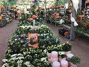 OBI Markt Forchheim - OBI Forchheim Innenpflanzen