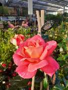 OBI Markt Friedrichshafen - GALLERY