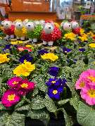 OBI Markt Friedrichshafen - GALLERY