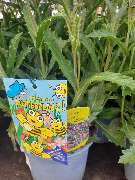 OBI Markt Friedrichshafen - GALLERY