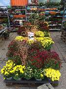 OBI Markt Greding - Der Herbst in seiner vollen Pracht bei OBI in Greding!