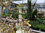 OBI Markt Hamburg-Altona - Schöne Sträucher und Bsche finden Sie in unserem Garten Außenbereich