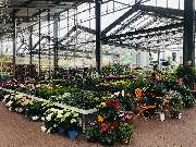 OBI Markt Hamburg-Harburg - Eine große Auswahl an Stauden finden in unserem Gartenaußenbereich