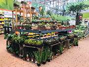 OBI Markt Hamburg-Harburg - Sukkulenten in verschiedenen Formen und Farben finden Sie in unserem Gartencenter