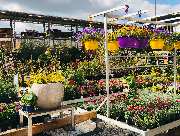 OBI Markt Hamburg-Neugraben - Eine farbenfrohe Auswahl im Gartenaußenbereich