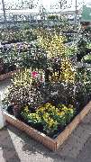 OBI Markt Hannover-Linden - OBI Markt-Eingang Hannover-Linden