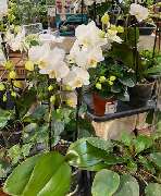 OBI Markt Höchstadt a.d.Aisch - Spare und sichere dir viele weitere Vorteile: mit der heyOBI App.