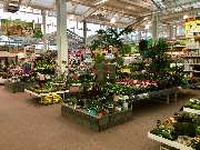 OBI Markt Höxter - Indoor Pflanzen