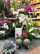 OBI Markt Höxter - Seidenblumen