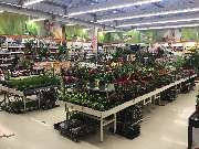 OBI Markt Köln-Dellbrück - Zimmerpflanze