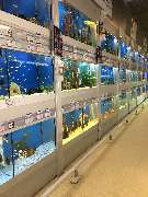 OBI Markt Königswinter - Aquaristik