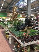 OBI Markt Lahr - OBI Gartencenter Lahr