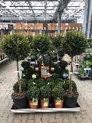 OBI Markt Landsberg - Mein Traumgarten! Raritäten!Beste Auswahl in Gärtnerqualität