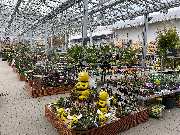 OBI Markt Lauf - Beetblumen