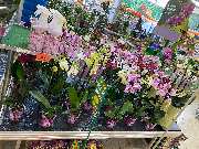 OBI Markt Lauf - Blumen