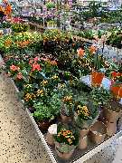 OBI Markt Lauf - Gartendeko Rostoptik