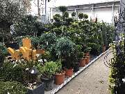 OBI Markt Lauf - Gartenpflanzen