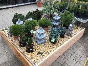 OBI Markt Lauf - Gartenpflanzen