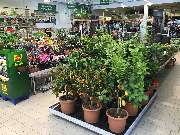 OBI Markt Lauf - Gartenpflanzen