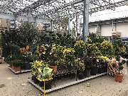 OBI Markt Lauf - Gartenpflanzen