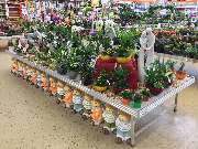 OBI Markt Lauf - Gartenpflanzen